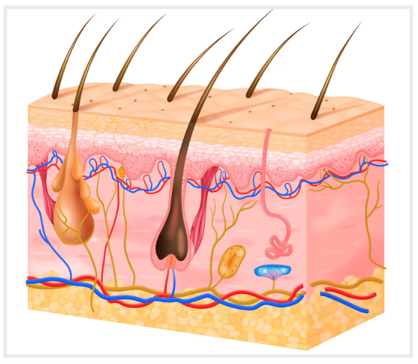 hair on the scalp illustration