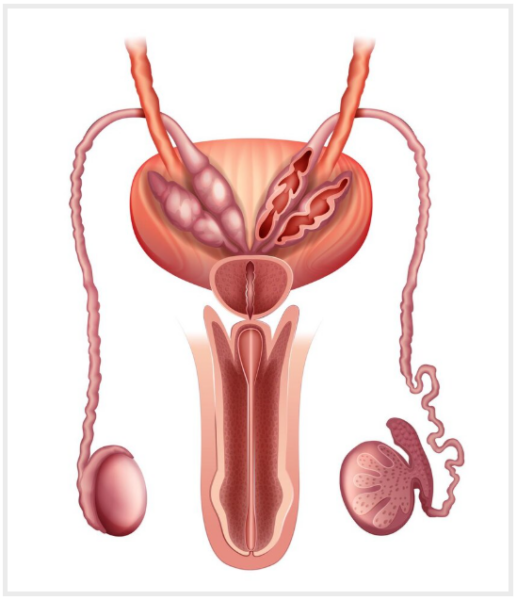 male reproductive system