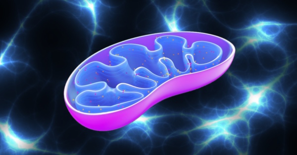 MOTS-c has demonstrated benefits towards mitochondrial health