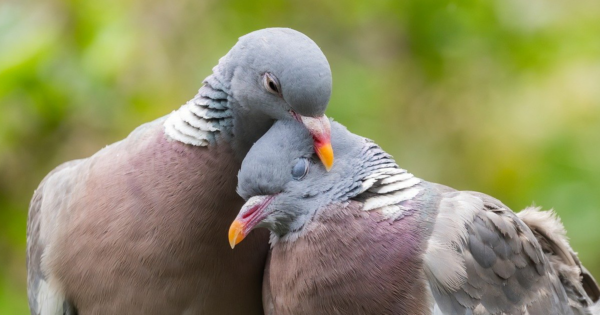 Oxytocin can facilitate social bonding