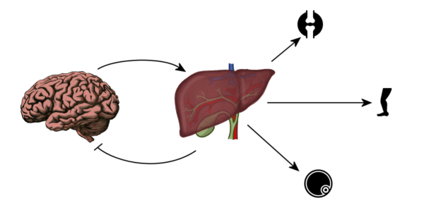 The HGH / IGF-1 Axis